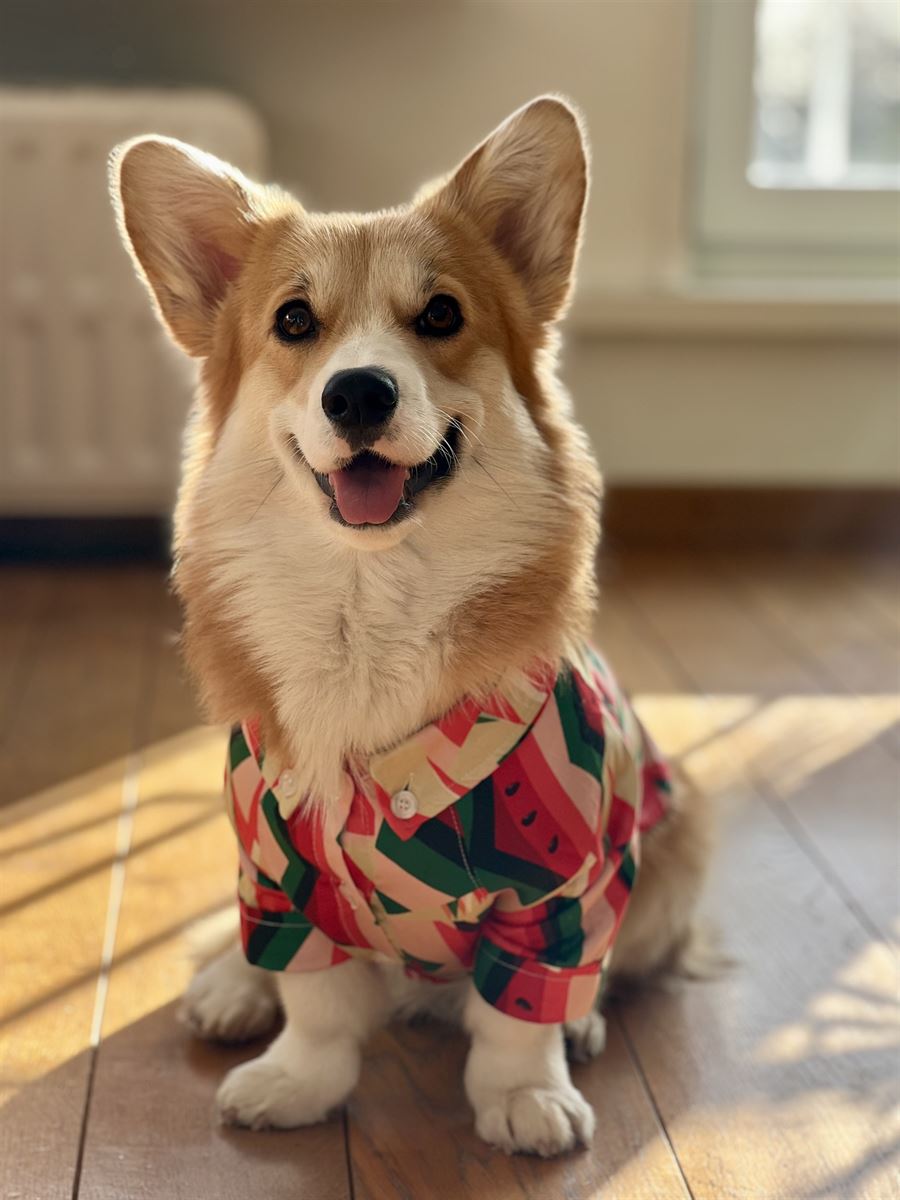 Corgi Sweet Cookie – hero