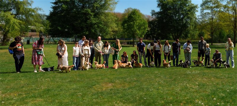 Corgis playing at a meet-up