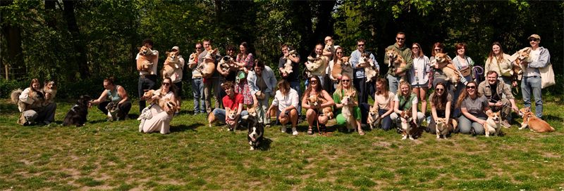 Corgi meet-up group